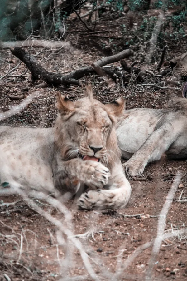 Thanda Game Reserve Getaway-18 Thanda Game Reserve Getaway-18