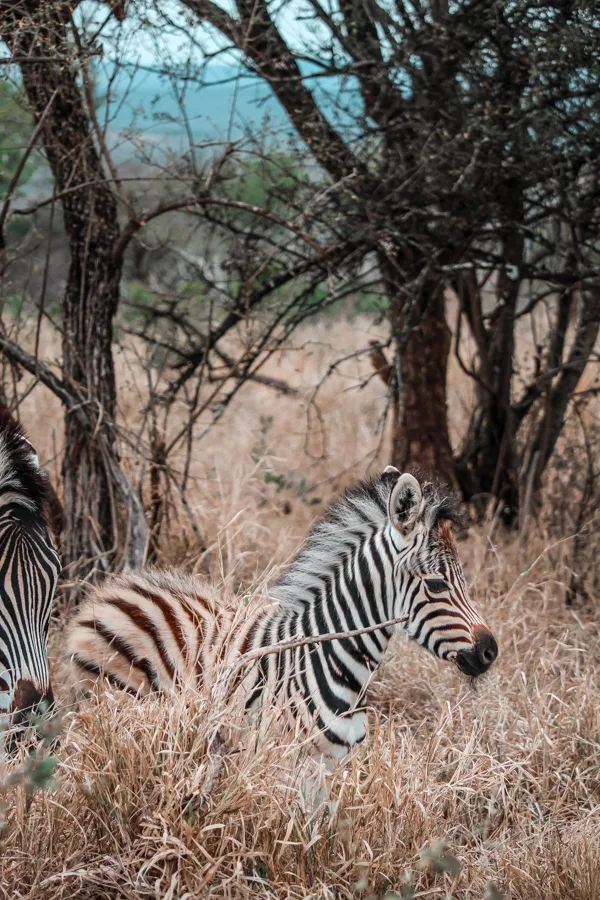 Thanda Game Reserve Getaway-4