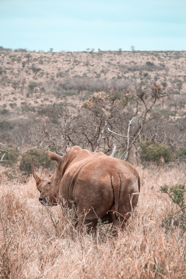 Thanda Game Reserve Getaway-5