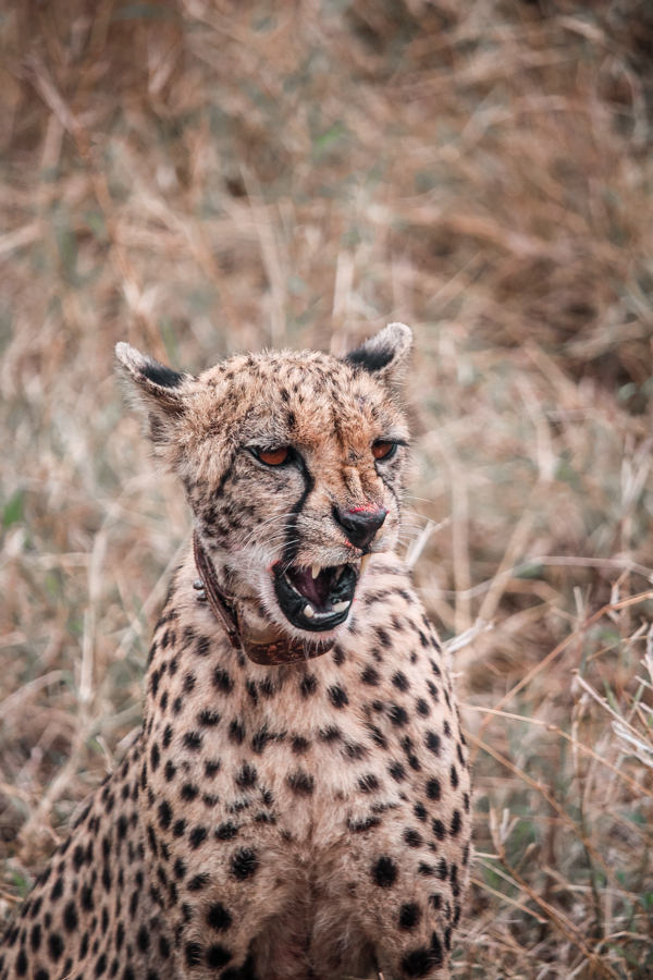 Thanda Game Reserve Getaway-6 Thanda Game Reserve Getaway-6