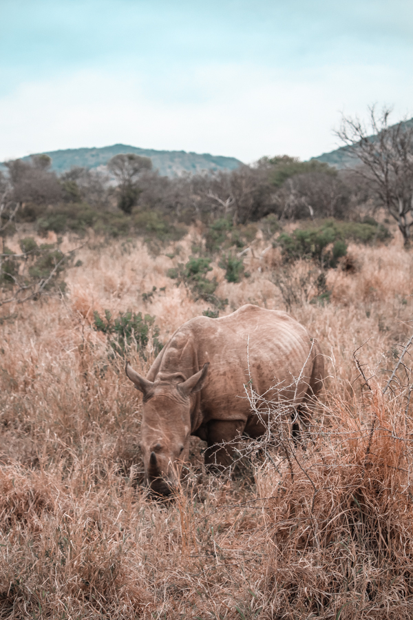 Thanda Game Reserve Getaway-7 Thanda Game Reserve Getaway-7