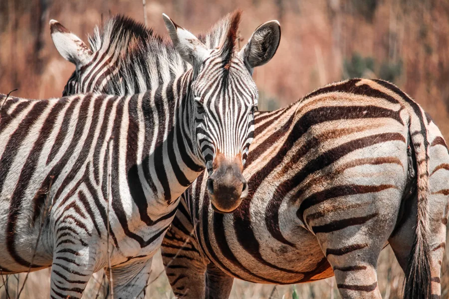 Zebras in Mlilwane Forest Reserve