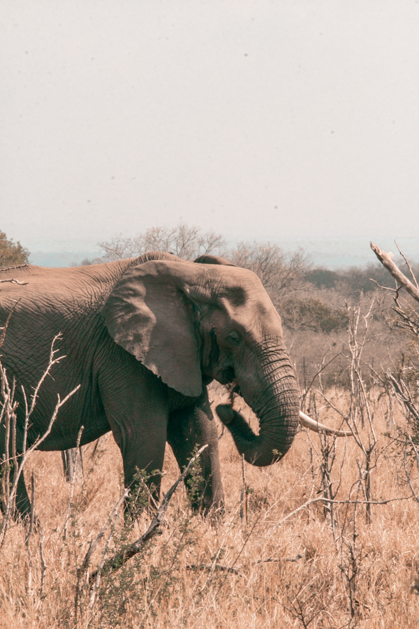 Elephant at Hlane National Park
