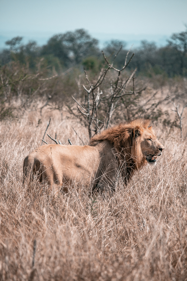 Lion enclosure at Hlane National Park in Swaziland