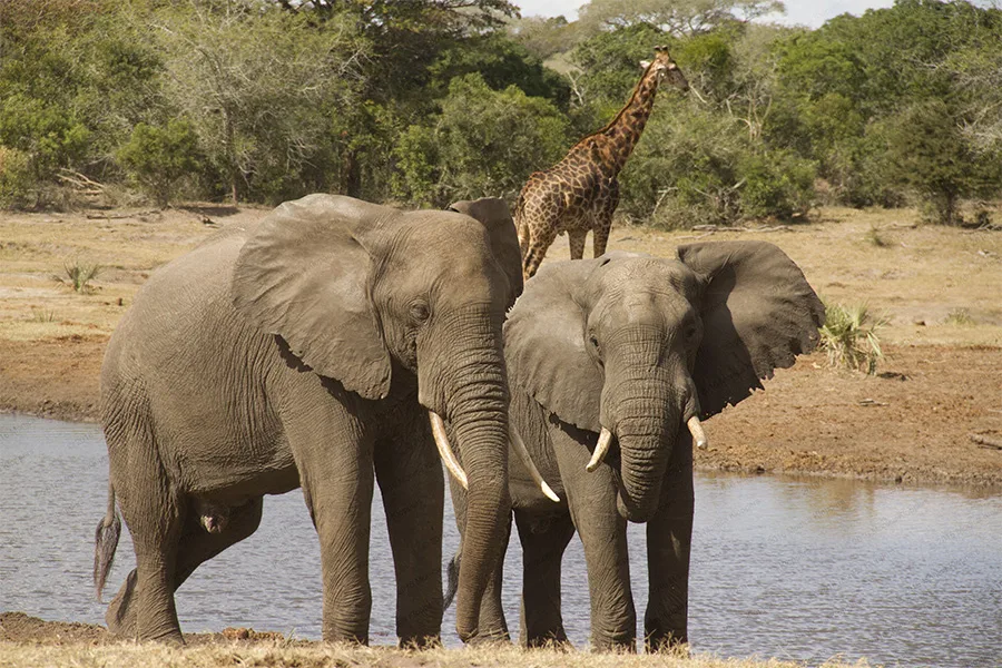 Tembe Elephant Park has some of the largest elephants in the world