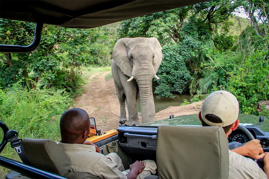 A safari at Thula Thula Private Game Reserve is a must!