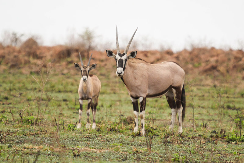 The Best Game Reserves In Kzn That You Need To Visit