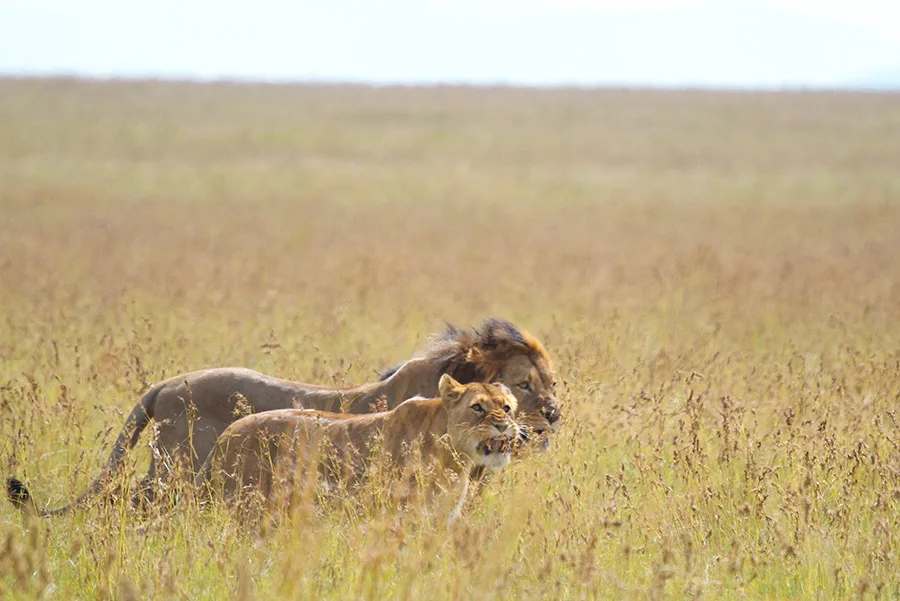 Nambiti Private Game Reserve is the best place for a safari if you want to see lions