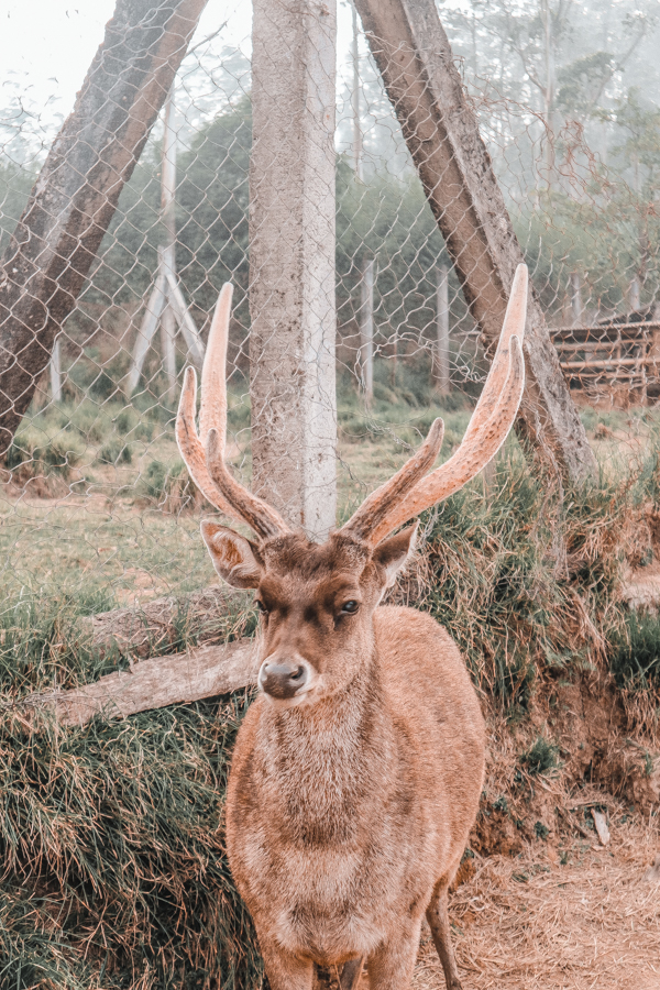 Ranca Upas, the deer destination in Bandung