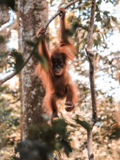 Baby Orangutan in Gunung Leuser National Park in Sumatra