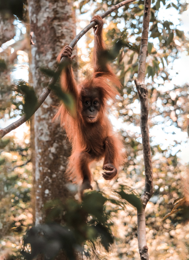 Things to Do in Bukit Lawang: Orangutans, Humongous Flowers, and More!