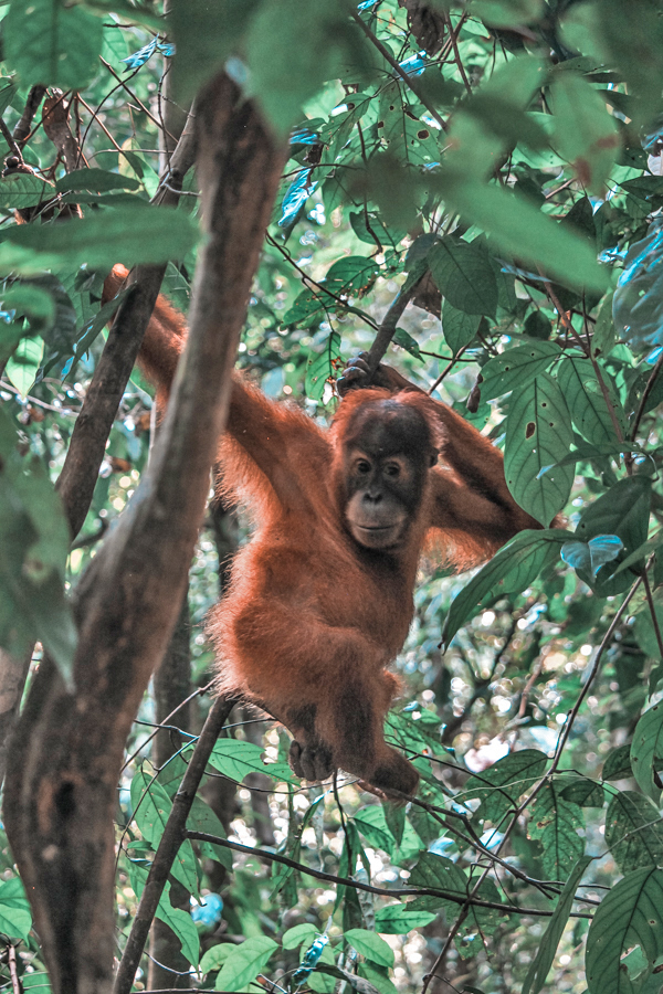 Valentino, an orangutan of Bukit Lawang