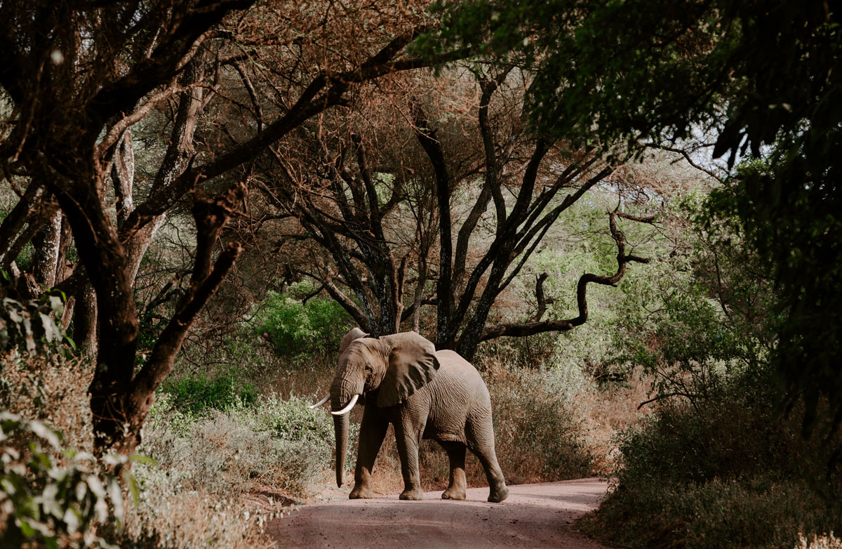 Africa Honeymoon