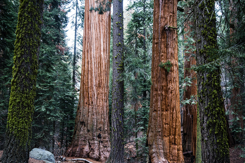 Sequoia National Park has some of the most unique nature in the world