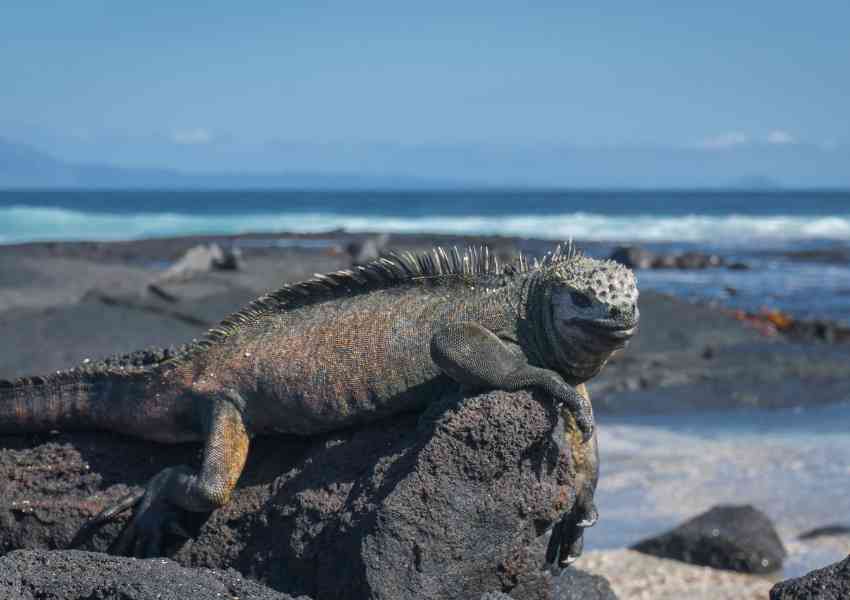 Where to See the Best Wildlife in the Galapagos - No Hurry To Get Home