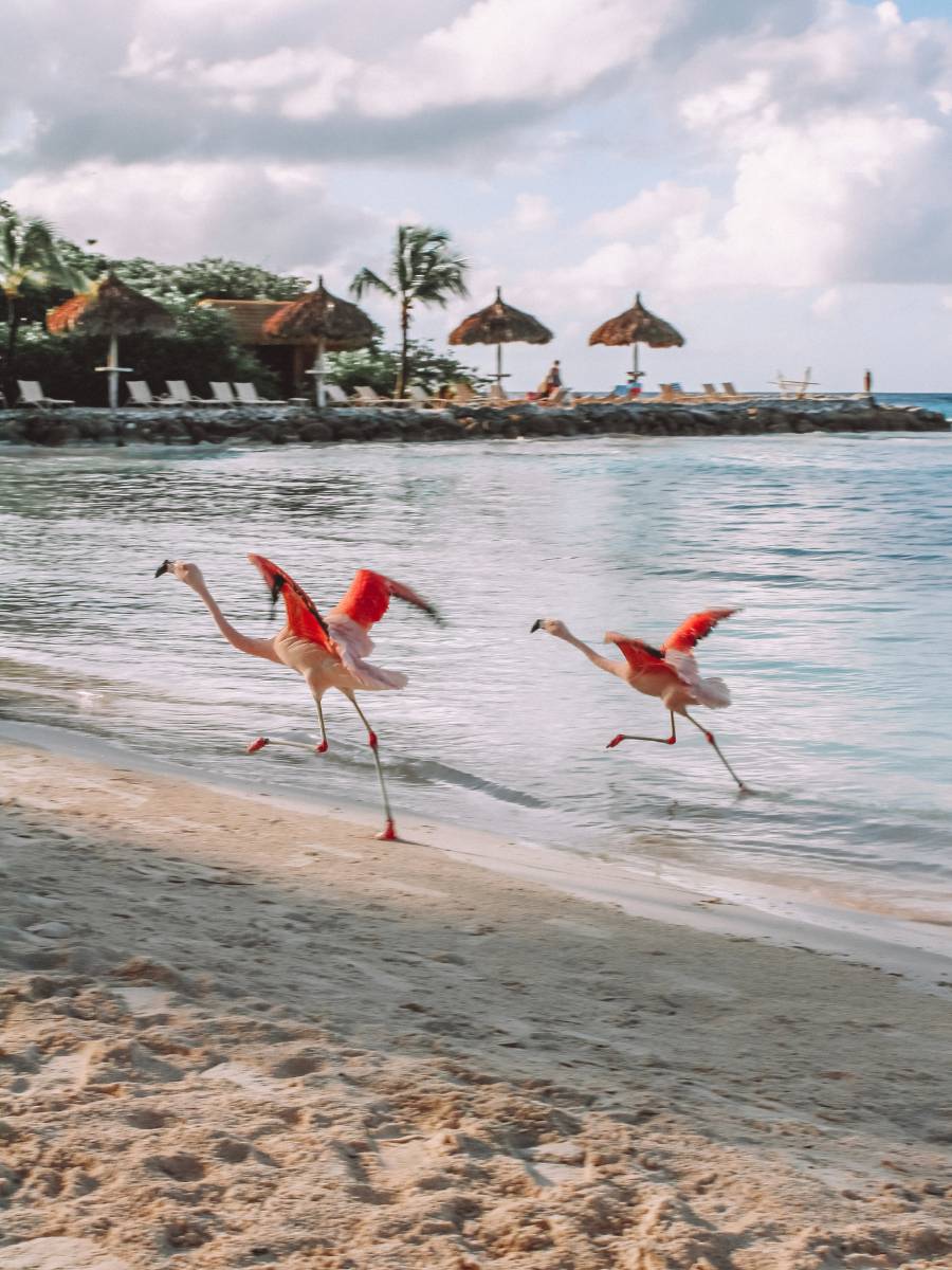 Flamingo Beach Aruba: Is It Worth It? How To Get There + More