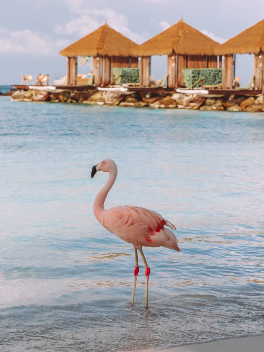 Flamingo Beach Aruba: Is It Worth It? How To Get There + More