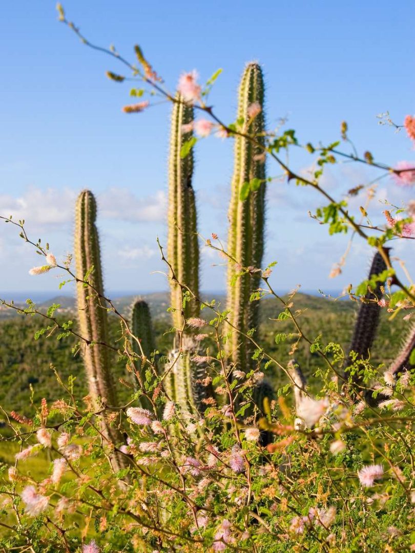 Unique Things To Do In Aruba No Hurry To Get Home Unique Things To Do In Aruba No Hurry To Get Home