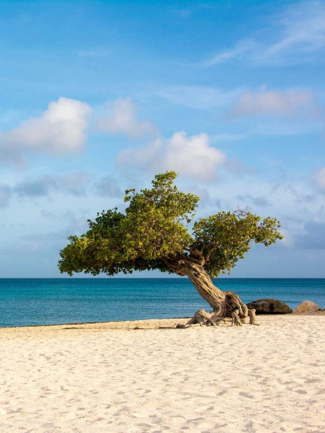 Unique Things To Do In Aruba No Hurry To Get Home Unique Things To Do In Aruba No Hurry To Get Home