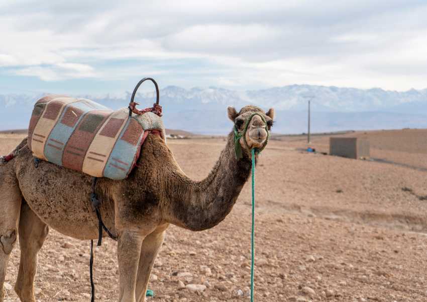 Day Trips from Marrakech