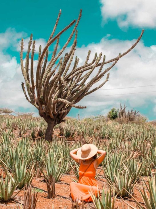 Is Curacao Worth Visiting? Here’s Why You Will Fall in Love With the Island!