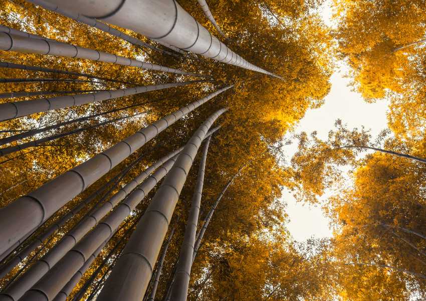japan autumn itinerary