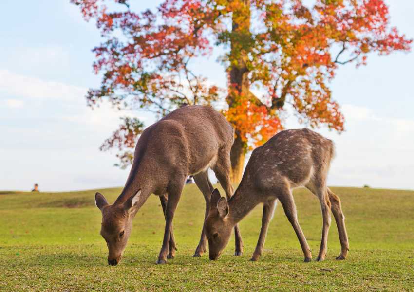 japan autumn itinerary
