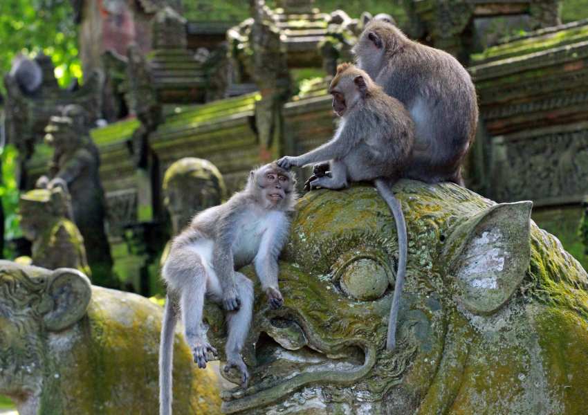 Solo Trip to Bali