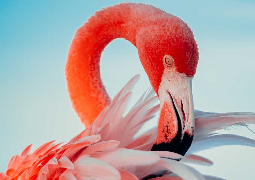 Best Places to See Flamingos in Curacao