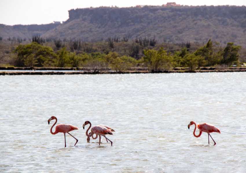flamingos in curacao