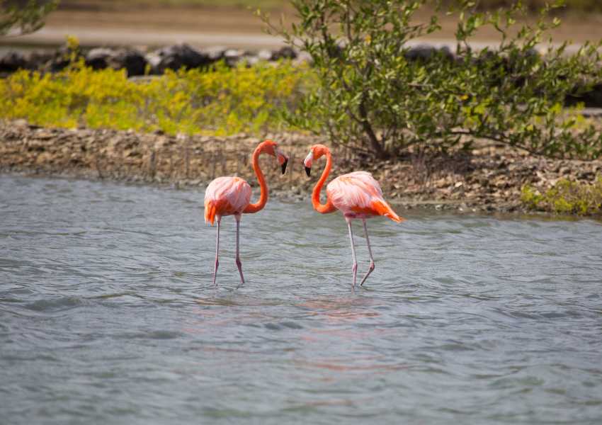 flamingos in curacao