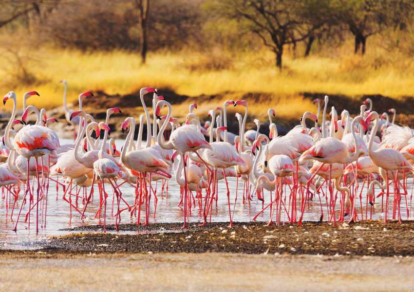 Where You Can Find Flamingos