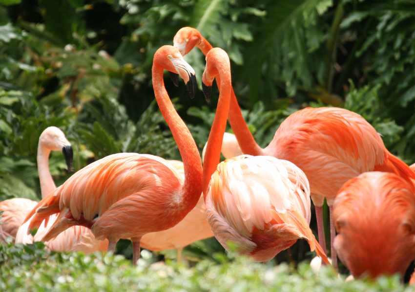 Where You Can Find Flamingos