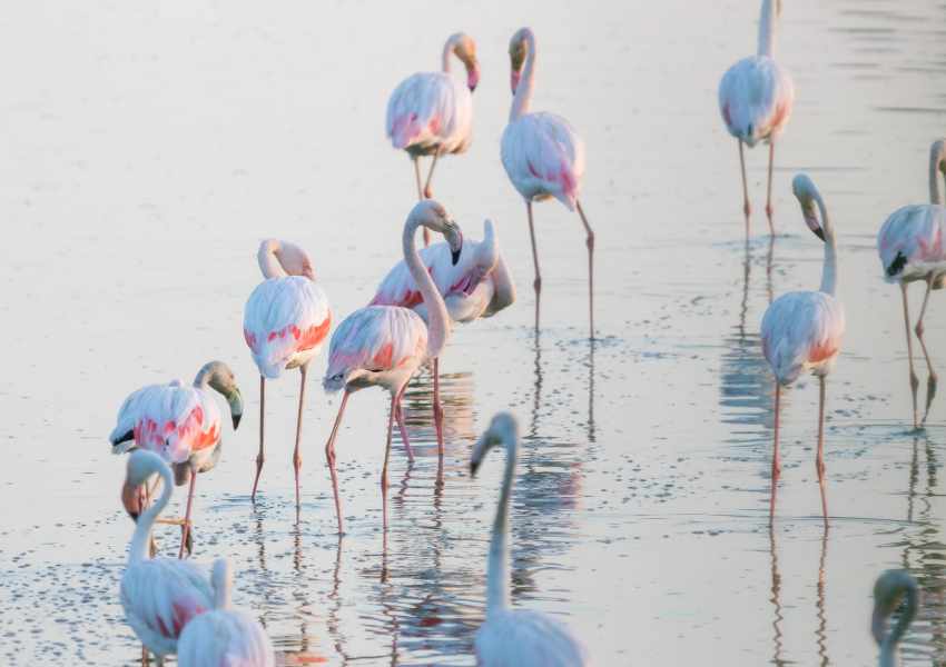 Where You Can Find Flamingos