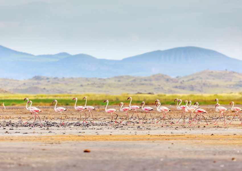 Where You Can Find Flamingos