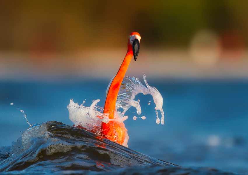 Where You Can Find Flamingos