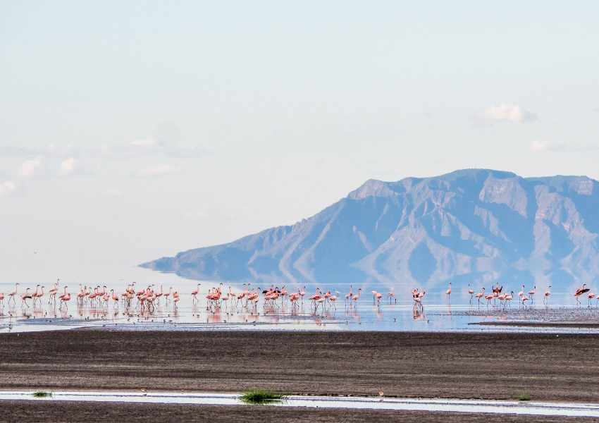 Where You Can Find Flamingos