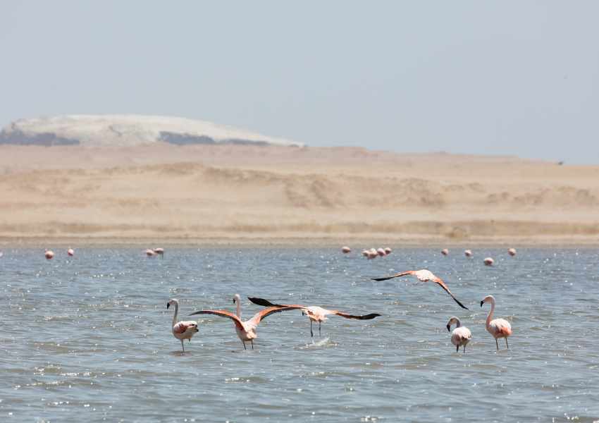 Where You Can Find Flamingos