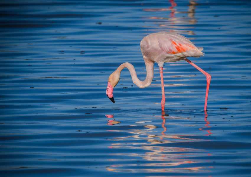 Where You Can Find Flamingos