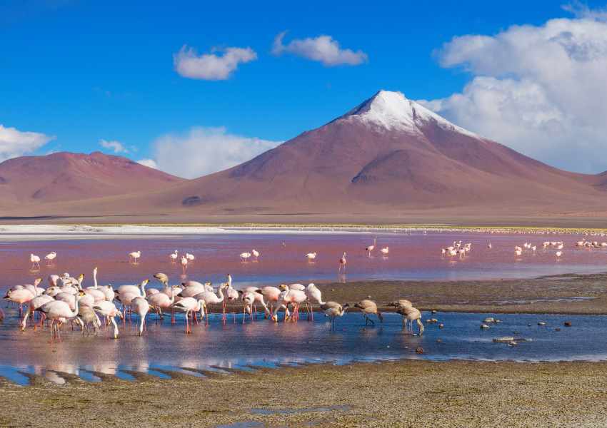 11 Epic Places Where You Can Find Flamingos in The Wild Around the World