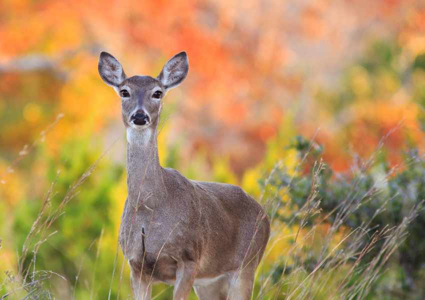 November in Vermont: The Ultimate Guide to Fall Adventures in The Green ...