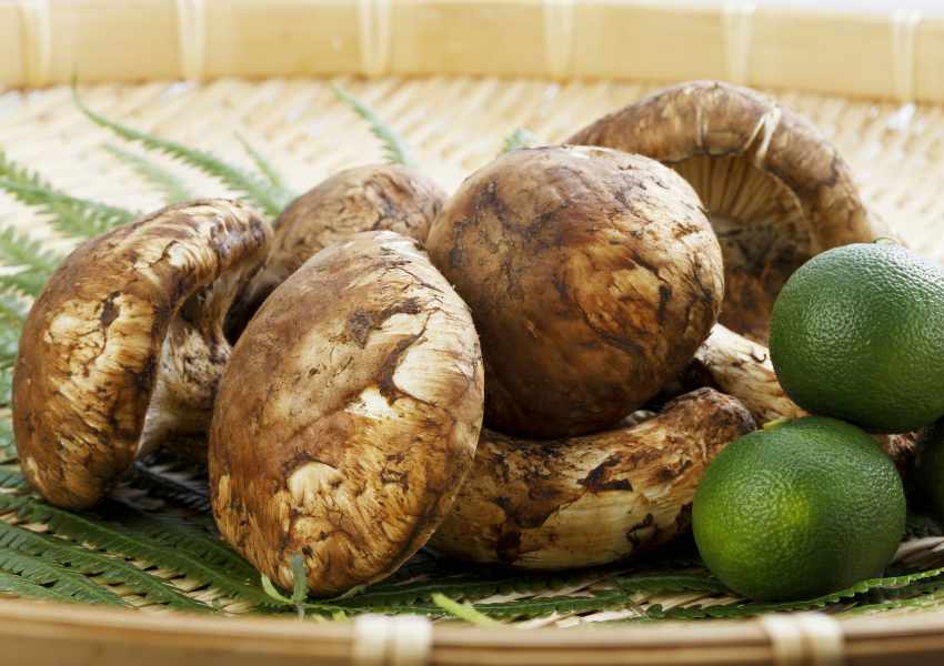 autumn food in japan