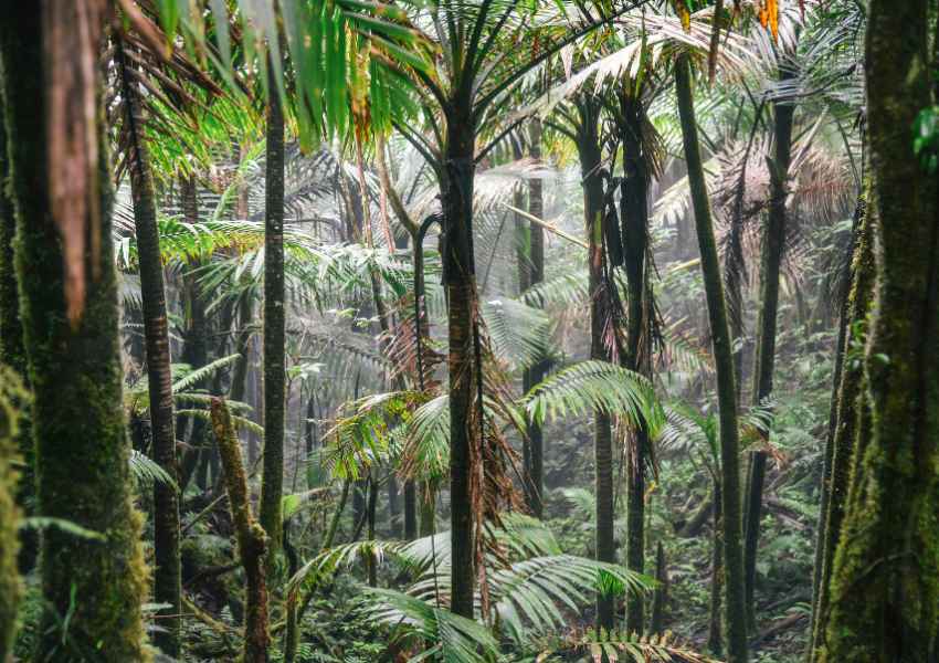 Your Ultimate Guide to Visiting El Yunque Rainforest