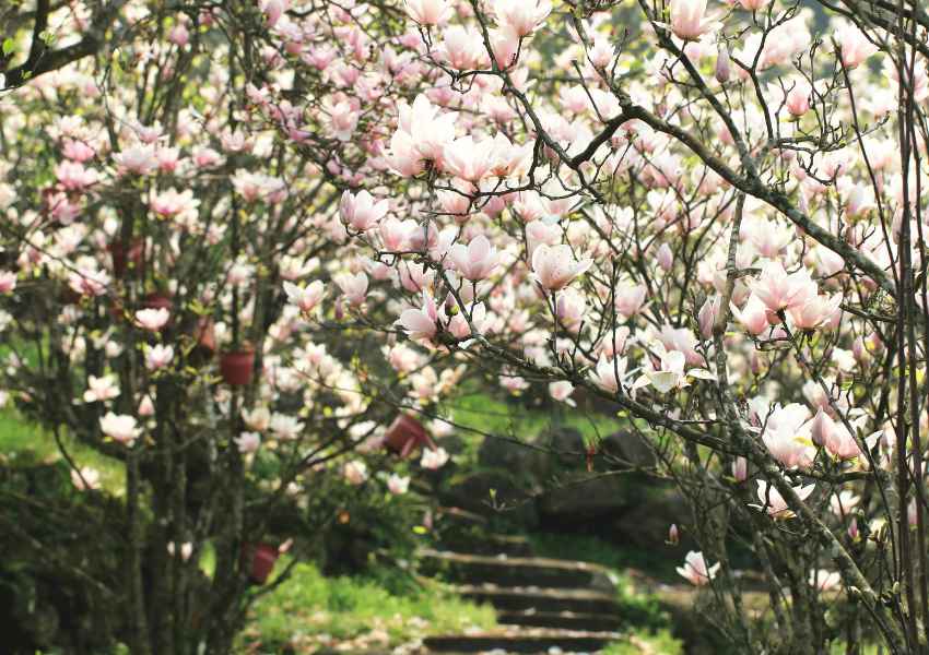 Spring in San Francisco