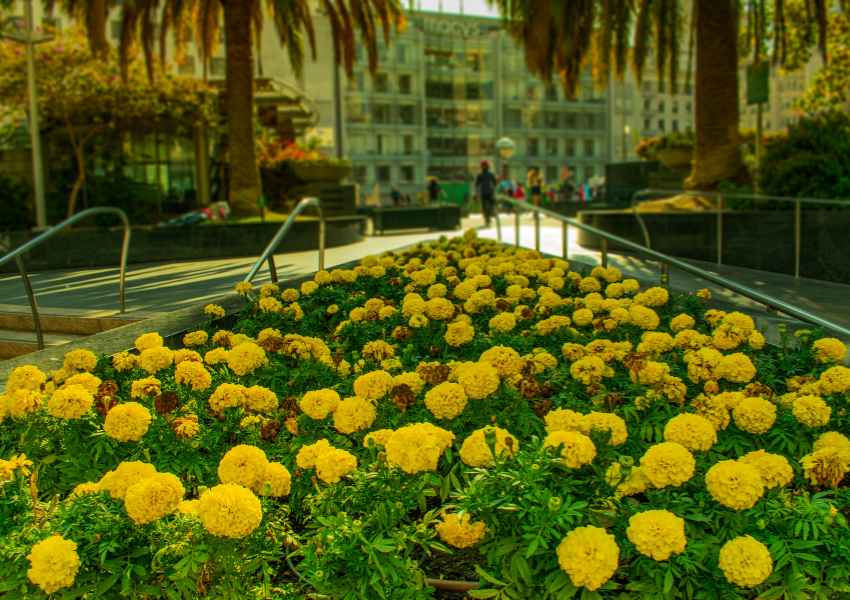 Spring in San Francisco
