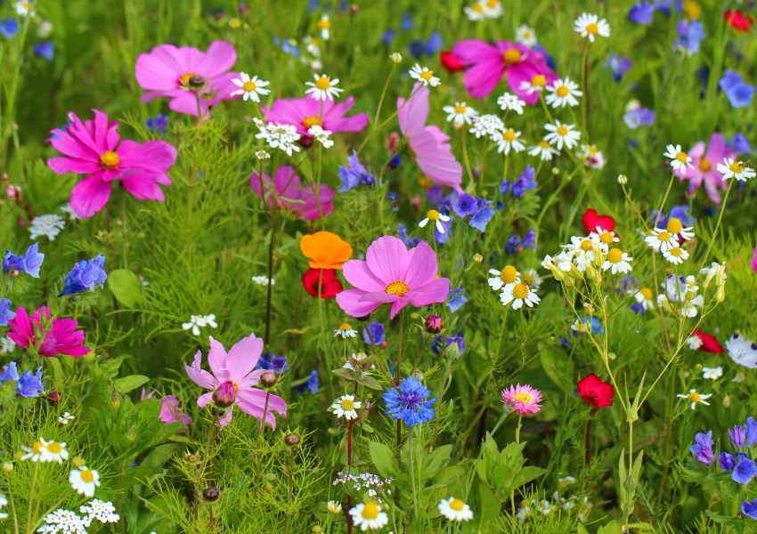 Spring in San Francisco