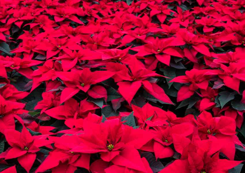 christmas in mexico city