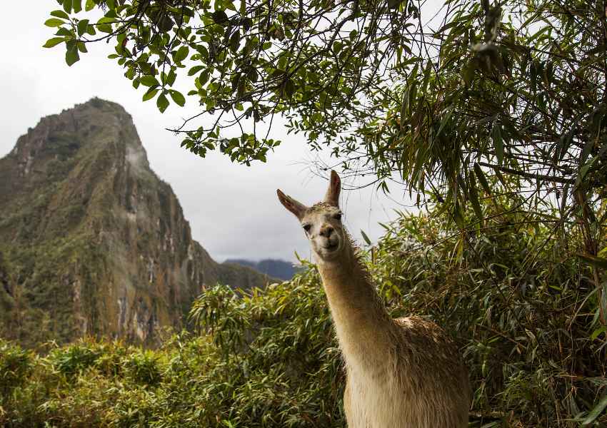 Best Time to Visit Machu Picchu
