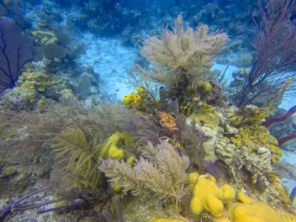 Scuba Dive Belize's Blue Hole