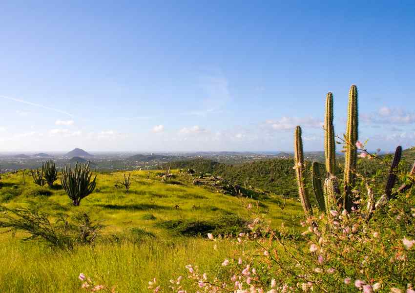 Best Aruba Jeep Tours to Explore the Island’s Rugged Scenery